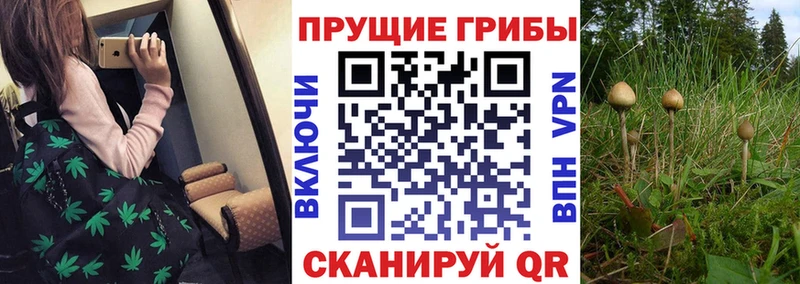Псилоцибиновые грибы Psilocybe Петровск