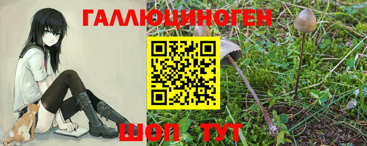 Галлюциногенные грибы Psilocybe  купить наркотик  Петровск 