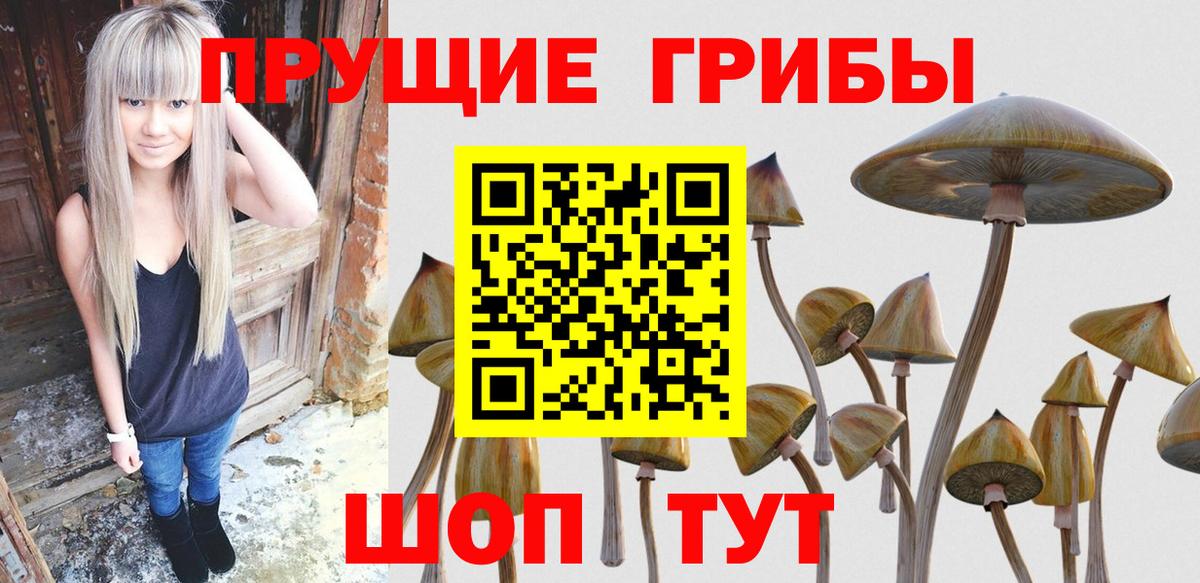 Псилоцибиновые грибы Psilocybine cubensis Петровск